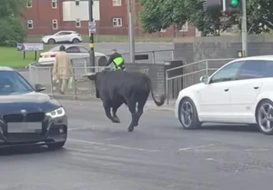 The Inspirational Escape: How a Brave Cow Found Freedom and a New Life - image 3