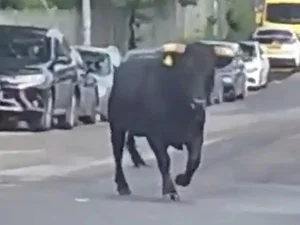 The Inspirational Escape: How a Brave Cow Found Freedom and a New Life - image 2