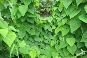 From Weeds to Riches: 4 Wild Plants That Became Profitable Cash Crops - image 6