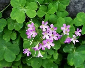 From Weeds to Riches: 4 Wild Plants That Became Profitable Cash Crops - image 10