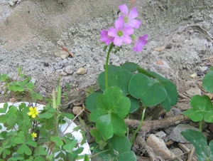 From Weeds to Riches: 4 Wild Plants That Became Profitable Cash Crops - image 2