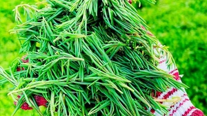 From Weeds to Riches: 4 Wild Plants That Became Profitable Cash Crops - image 8