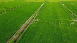 From Weeds to Riches: 4 Wild Plants That Became Profitable Cash Crops - image 7