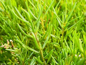 From Weeds to Riches: 4 Wild Plants That Became Profitable Cash Crops - image 1