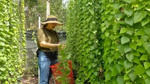 From Weeds to Riches: 4 Wild Plants That Became Profitable Cash Crops - image 9
