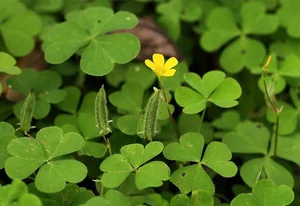From Weeds to Riches: 4 Wild Plants That Became Profitable Cash Crops - image 0