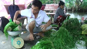 From Weeds to Riches: 4 Wild Plants That Became Profitable Cash Crops - image 5