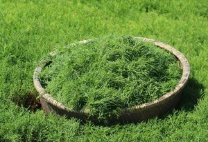 From Weeds to Riches: 4 Wild Plants That Became Profitable Cash Crops - image 4