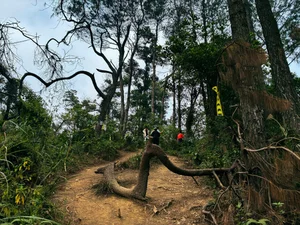 Trekking Ham Lon Mountain: Conquer the Roof of Hanoi and Escape into the Wild Pine Forests - image 7
