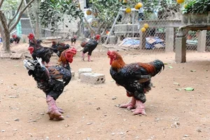 The Rare Royal Chicken Breed Captivating Foreign Buyers for Premium Lunar New Year Gifts - image 0
