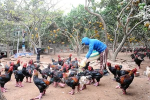 The Rare Royal Chicken Breed Captivating Foreign Buyers for Premium Lunar New Year Gifts - image 5