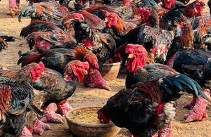 The Rare Royal Chicken Breed Captivating Foreign Buyers for Premium Lunar New Year Gifts - image 8