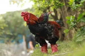 The Rare Royal Chicken Breed Captivating Foreign Buyers for Premium Lunar New Year Gifts - image 1