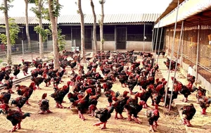 The Rare Royal Chicken Breed Captivating Foreign Buyers for Premium Lunar New Year Gifts - image 3