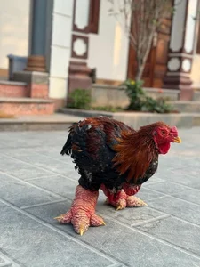 The Rare Royal Chicken Breed Captivating Foreign Buyers for Premium Lunar New Year Gifts - image 2