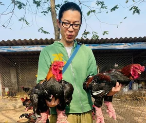 The Rare Royal Chicken Breed Captivating Foreign Buyers for Premium Lunar New Year Gifts - image 6