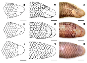 Discover the World’s Rarest Animal: A Unique Species Found Only in Vietnam - image 3