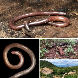 Discover the World’s Rarest Animal: A Unique Species Found Only in Vietnam - image 0