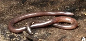 Discover the World’s Rarest Animal: A Unique Species Found Only in Vietnam - image 4