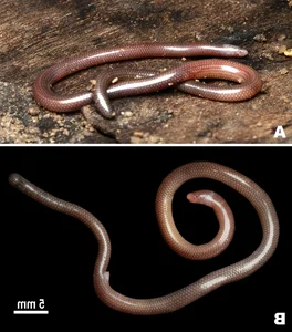 Discover the World’s Rarest Animal: A Unique Species Found Only in Vietnam - image 6