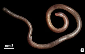 Discover the World’s Rarest Animal: A Unique Species Found Only in Vietnam - image 5