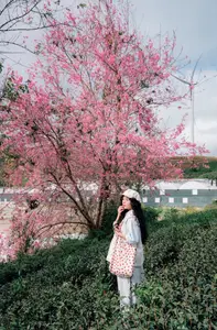 Experience Dalat Cherry Blossoms: Where nature meets wind turbines, an unforgettable photo spot! - image 6