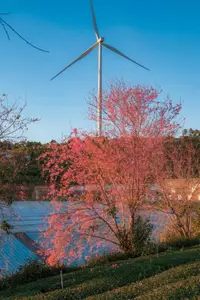 Experience Dalat Cherry Blossoms: Where nature meets wind turbines, an unforgettable photo spot! - image 4
