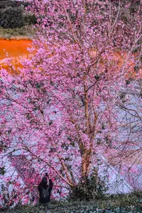 Experience Dalat Cherry Blossoms: Where nature meets wind turbines, an unforgettable photo spot! - image 9
