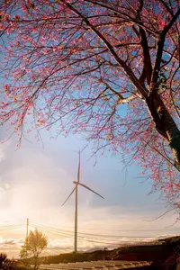 Experience Dalat Cherry Blossoms: Where nature meets wind turbines, an unforgettable photo spot! - image 8