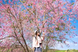 Experience Dalat Cherry Blossoms: Where nature meets wind turbines, an unforgettable photo spot! - image 0
