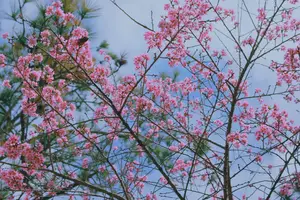 Experience Dalat Cherry Blossoms: Where nature meets wind turbines, an unforgettable photo spot! - image 2