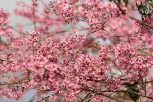 Experience Dalat Cherry Blossoms: Where nature meets wind turbines, an unforgettable photo spot! - image 7