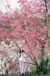 Experience Dalat Cherry Blossoms: Where nature meets wind turbines, an unforgettable photo spot! - image 10