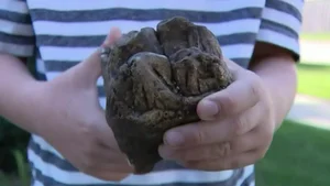 A Young Boy Stumbles Upon Ancient Fossilized Teeth During a Playful Afternoon - image 7