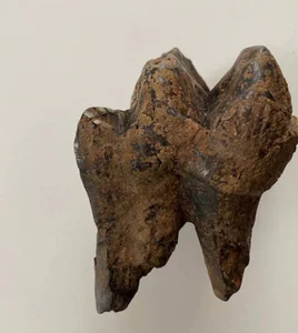 A Young Boy Stumbles Upon Ancient Fossilized Teeth During a Playful Afternoon - image 6