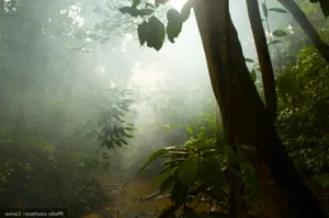 Fascinating and Lesser-Known Facts About the Vibrant Nation of Brazil - image 3
