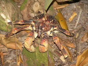 Top 8 Animals on the Brink: How Human Impact is Driving Extinction - image 4