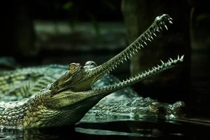 Top 8 Animals on the Brink: How Human Impact is Driving Extinction - image 1