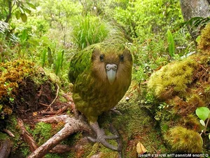 Top 8 Animals on the Brink: How Human Impact is Driving Extinction - image 2