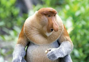 Top 8 Animals on the Brink: How Human Impact is Driving Extinction - image 0