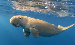Top 8 Animals on the Brink: How Human Impact is Driving Extinction - image 6
