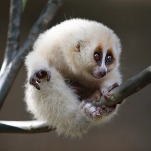 Top 8 Animals on the Brink: How Human Impact is Driving Extinction - image 7