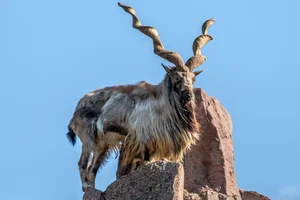 Top 8 Animals on the Brink: How Human Impact is Driving Extinction - image 3