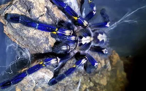 Top 8 Animals on the Brink: How Human Impact is Driving Extinction - image 5
