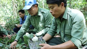 On the Frontlines: Forest Protection Forces Working Tirelessly to Remove Illegal Animal Traps and Preserve Wildlife - image 4