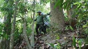 On the Frontlines: Forest Protection Forces Working Tirelessly to Remove Illegal Animal Traps and Preserve Wildlife - image 17