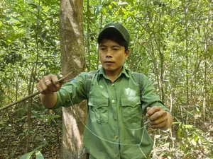 On the Frontlines: Forest Protection Forces Working Tirelessly to Remove Illegal Animal Traps and Preserve Wildlife - image 20