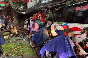 Heavy Storms and Fallen Trees Cause Disruptions Across Hanoi - image 0