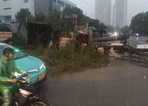 Heavy Storms and Fallen Trees Cause Disruptions Across Hanoi - image 6