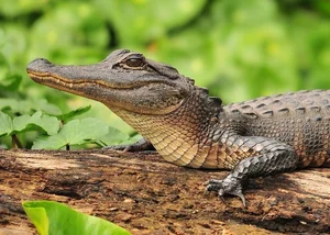 Exploring the Rare Chinese Alligator: The World’s Most Endangered Crocodile Species - image 1
